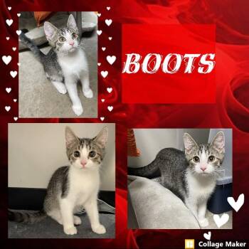 Boots -  Domestic Short Hair Cat for Adoption in Clearfield, Pennsylvania - Boots | PetCurious