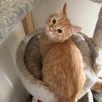 Nova -  Domestic Medium Hair Cat for Adoption in Prescott, Arizona - Nova | PetCurious
