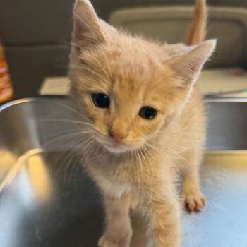 Domestic Short Hair Cats Available for Adoption in Tuscaloosa, Alabama - TUSC-Stray-84573 | PetCurious