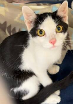 PORSHIA -  Domestic Short Hair Cat for Adoption in Elizabethton, Tennessee - PORSHIA | PetCurious