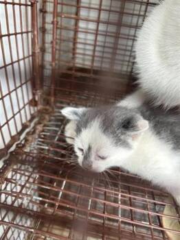 Rescue Domestic Short Hair Cats for Adoption in Houston, Texas - A643451 | PetCurious