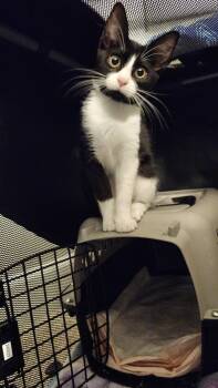 Wesley -  Domestic Short Hair Cat for Adoption in San Diego, California - Wesley | PetCurious