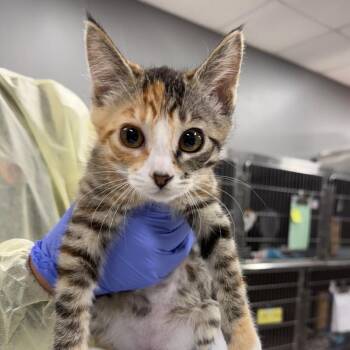 Cypress -  Domestic Short Hair Cat for Adoption in Salt Lake City, Utah - Cypress | PetCurious