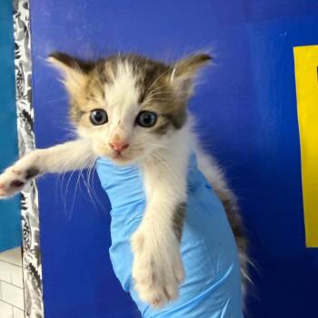Domestic Medium Hair Cats Available for Adoption in Wahiawa, Hawaii - Austin | PetCurious