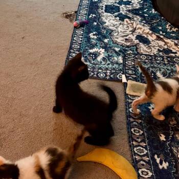 Hunter -  Domestic Short Hair Cat for Adoption in York, Pennsylvania - Hunter | PetCurious