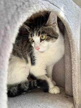 Domestic Short Hair Cats Available for Adoption in Ontario, California - Sparkle | PetCurious