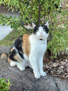 Shelby -  Domestic Short Hair Cat for Adoption in St. George, Utah - Shelby | PetCurious
