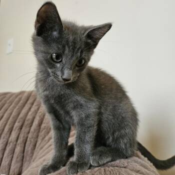 Domestic Short Hair Cats Available for Adoption in South Elgin, Illinois - Edward | PetCurious