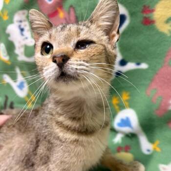 Domestic Short Hair Cats Available for Adoption in West Point, Mississippi - Stormi | PetCurious