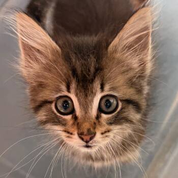 Linnea -  Domestic Medium Hair Cat for Adoption in Evansville, Indiana - Linnea | PetCurious