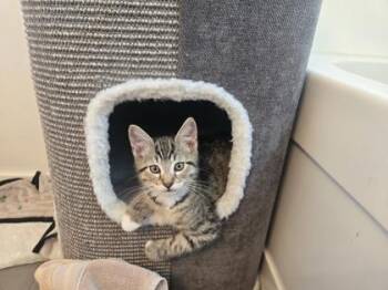 Preston -  Domestic Short Hair Cat for Adoption in Bellevue, Washington - Preston | PetCurious