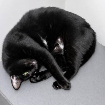 China Cat Sunflower -  Domestic Short Hair Cat for Adoption in Boerne, Texas - China Cat Sunflower | PetCurious