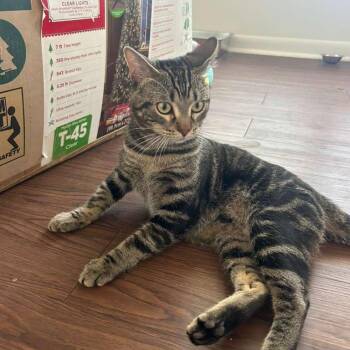 Scooter -  Domestic Short Hair Cat for Adoption in New Fairfield, Connecticut - Scooter | PetCurious