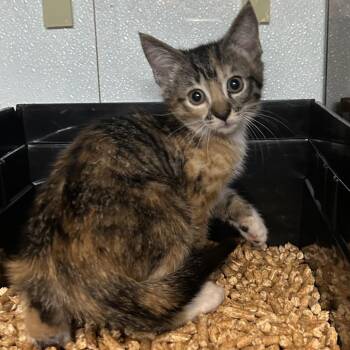 PHOENIX -  Domestic Short Hair Cat for Adoption in Richmond, California - PHOENIX | PetCurious