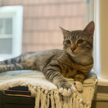 Arthur -  Domestic Short Hair Cat for Adoption in Plainfield, Illinois - Arthur | PetCurious