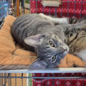 Tabby Cats Available for Adoption in Raritan, New Jersey - Charlie  | PetCurious