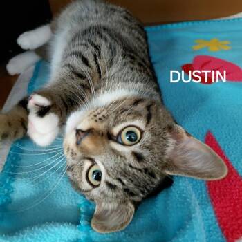 Domestic Short Hair Cats Available for Adoption in Middlebury, Vermont - Dustin | PetCurious