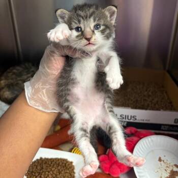 Ray -  Domestic Short Hair Cat for Adoption in Newark, New Jersey - Ray | PetCurious