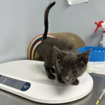 Camilo -  Domestic Short Hair Cat for Adoption in Indianapolis, Indiana - Camilo | PetCurious