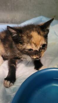 Bluey -  Domestic Short Hair Cat for Adoption in Metter, Georgia - Bluey | PetCurious