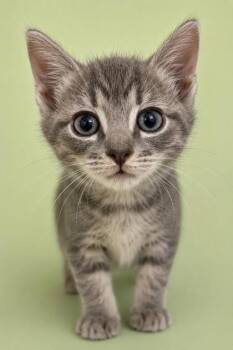 Doja Cat 1259-26 -  Domestic Short Hair Cat for Adoption in Cumming, Georgia - Doja Cat 1259-26 | PetCurious