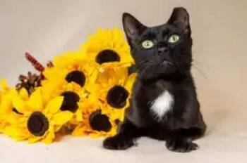 Domestic Short Hair Cats Available for Adoption - Nora | PetCurious