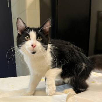Tweedledum -  Domestic Medium Hair Cat for Adoption in Charlottesville, Virginia - Tweedledum | PetCurious