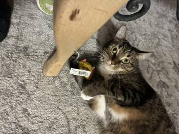 Memphis -  Domestic Short Hair Cat for Adoption in MS STATE UNIV, Mississippi - Memphis | PetCurious