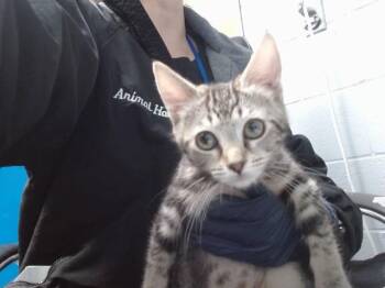 Domestic Short Hair Cats Available for Adoption - SASSIE | PetCurious