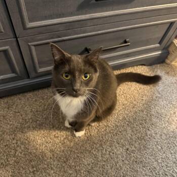 Luna -  Domestic Short Hair Cat for Adoption in Rochester, Minnesota - Luna | PetCurious