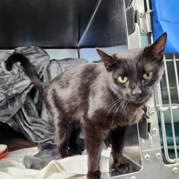 Elphaba -  Domestic Short Hair Cat for Adoption in Walker, Michigan - Elphaba | PetCurious