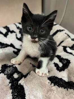 Archie -  Domestic Short Hair Cat for Adoption in Cumberland, Maryland - Archie | PetCurious