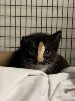 CITRINE -  Domestic Short Hair Cat Available for Adoption in Doral, Florida - CITRINE | PetCurious