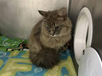 PILLOW -  Domestic Medium Hair Cat for Adoption in Mckinleyville, California - PILLOW | PetCurious