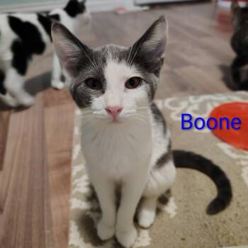 Boone -  Domestic Short Hair Cat for Adoption in Spokane, Washington - Boone | PetCurious