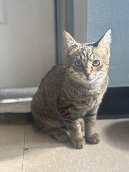 Domestic Short Hair Cats Available for Adoption - Demi Moore | PetCurious