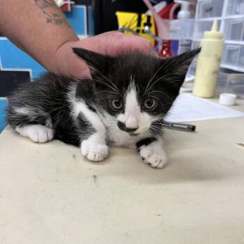 Cyrus -  Domestic Short Hair Cat for Adoption in Ardmore, Oklahoma - Cyrus | PetCurious