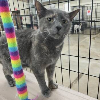C26-001 Gia Rose -  Extra Toes Cat Hemingway Polydactyl Cat for Adoption - C26-001 Gia Rose | PetCurious