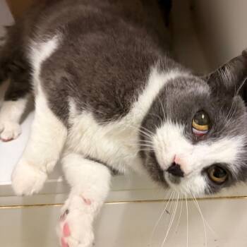 Falon -  Domestic Short Hair Cat for Adoption in Woodinville, Washington - Falon | PetCurious