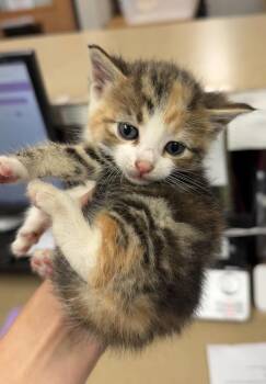 Coral -  Domestic Short Hair Cat for Adoption in Bemidji, Minnesota - Coral | PetCurious