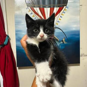 Fig -  Domestic Short Hair Cat for Adoption - Fig | PetCurious