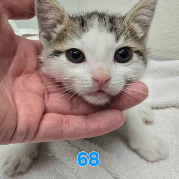 Rescue Domestic Short Hair Cats for Adoption in Spokane, Washington - Larry | PetCurious