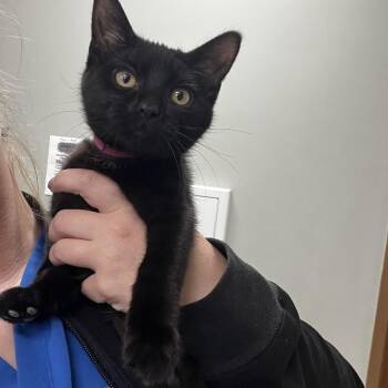 Eden -  Domestic Short Hair Cat for Adoption in Yorkville, Illinois - Eden | PetCurious