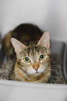 Mimosa -  Domestic Short Hair Cat for Adoption in Honolulu, Hawaii - Mimosa | PetCurious