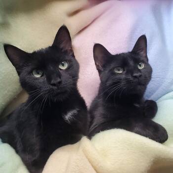 Cosmo & Luna -  Domestic Short Hair Cat for Adoption in Marseilles, Illinois - Cosmo & Luna | PetCurious