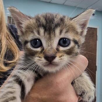 Bourbon -  Domestic Short Hair Cat for Adoption in Buffalo, New York - Bourbon | PetCurious
