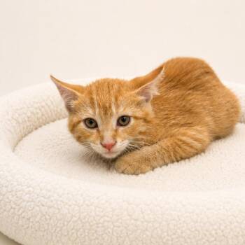 Larry -  Domestic Short Hair Cat for Adoption in Redwood Falls, Minnesota - Larry | PetCurious