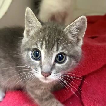 Grape -  Domestic Short Hair Cat for Adoption in Walnut Creek, California - Grape | PetCurious