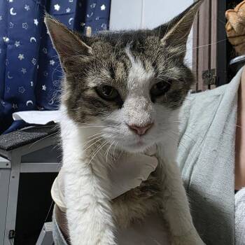 Caoimhe -  Domestic Medium Hair Cat for Adoption in Sioux Falls, South Dakota - Caoimhe | PetCurious