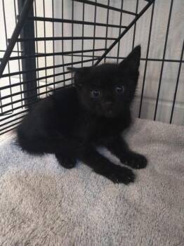 Nitro -  Domestic Short Hair Cat for Adoption in Palm Coast, Florida - Nitro | PetCurious